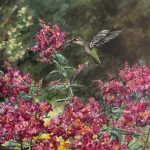 Painting of a hummingbird hovering over deep pink blossoms against a dark green ground